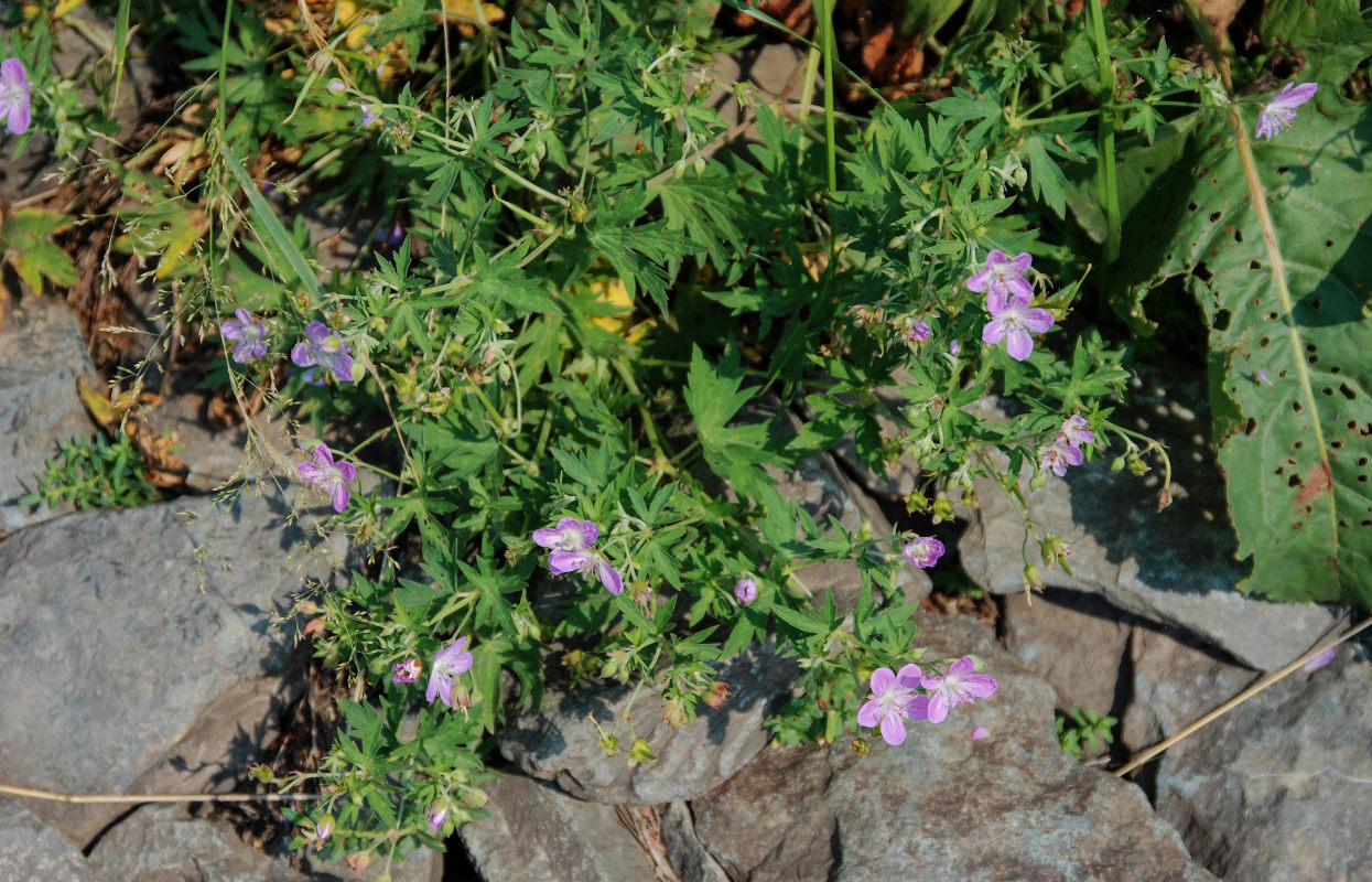 Image of Geranium collinum specimen.