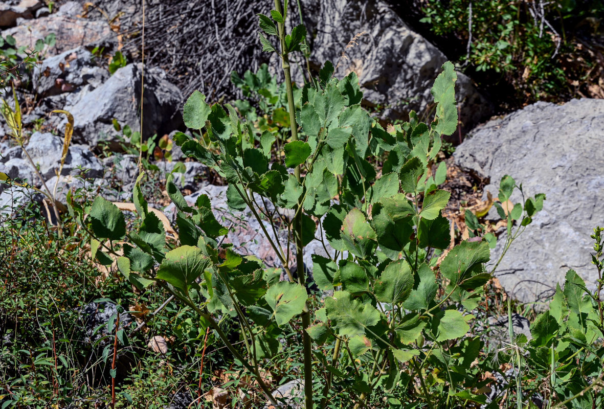 Image of Mediasia macrophylla specimen.