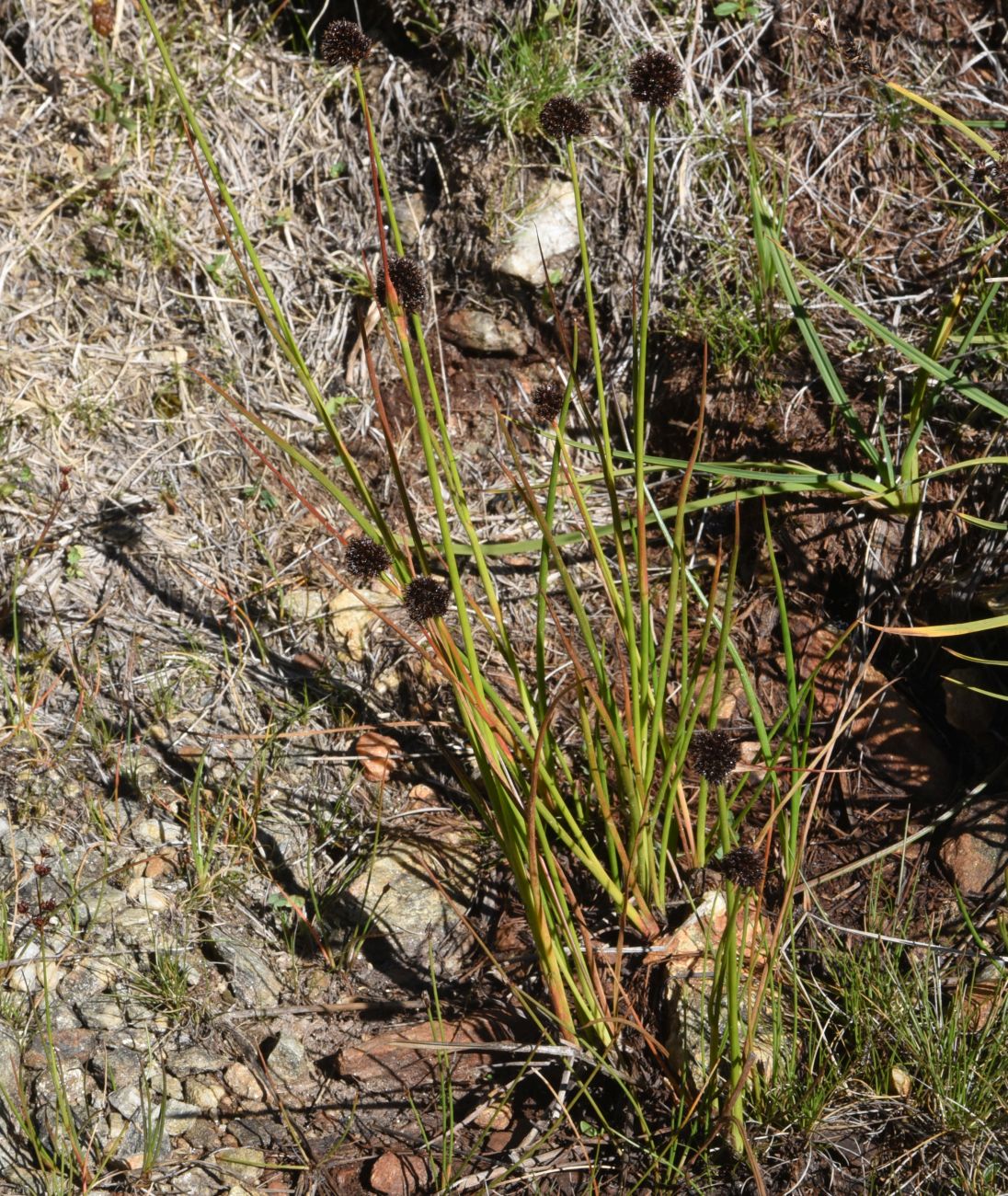 Image of Luzula stenophylla specimen.