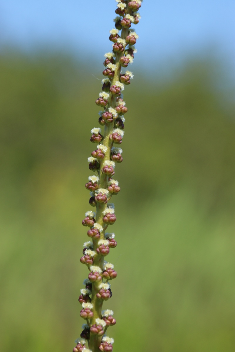 Image of Triglochin maritima specimen.