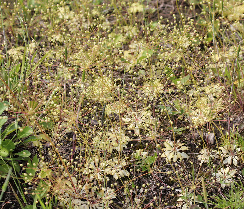 Image of Androsace filiformis specimen.