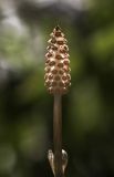Equisetum sylvaticum
