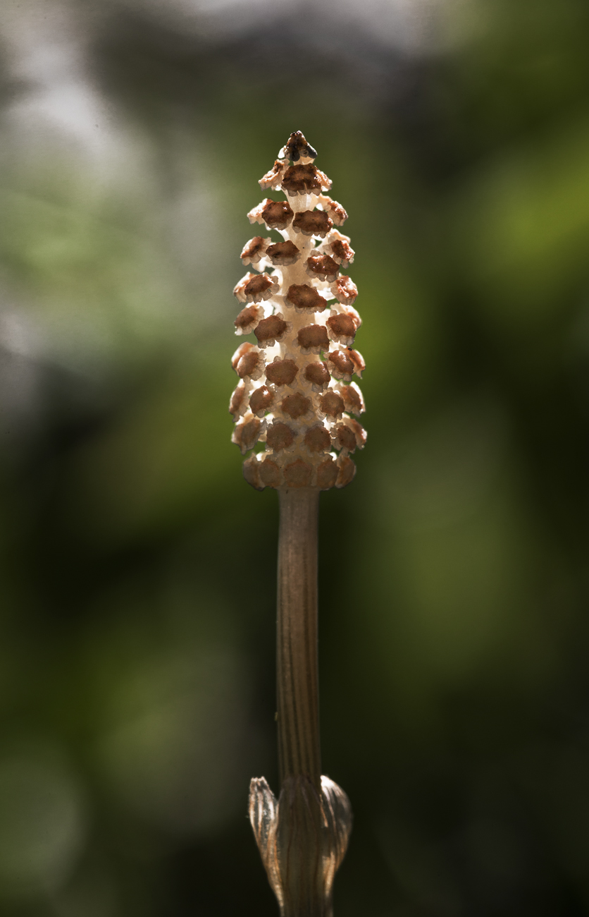 Изображение особи Equisetum sylvaticum.