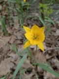 Tulipa biebersteiniana