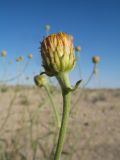 Inula multicaulis. Верхушка побега с зацветающим соцветием. Казахстан, Мангистауская обл., Каракиянский р-н, Устюртский запов.; плато у юго-зап. части впадины Карын-Жарык, окр. род. Онере, глинистая загипсованная пустыня. 10 мая 2024 г.