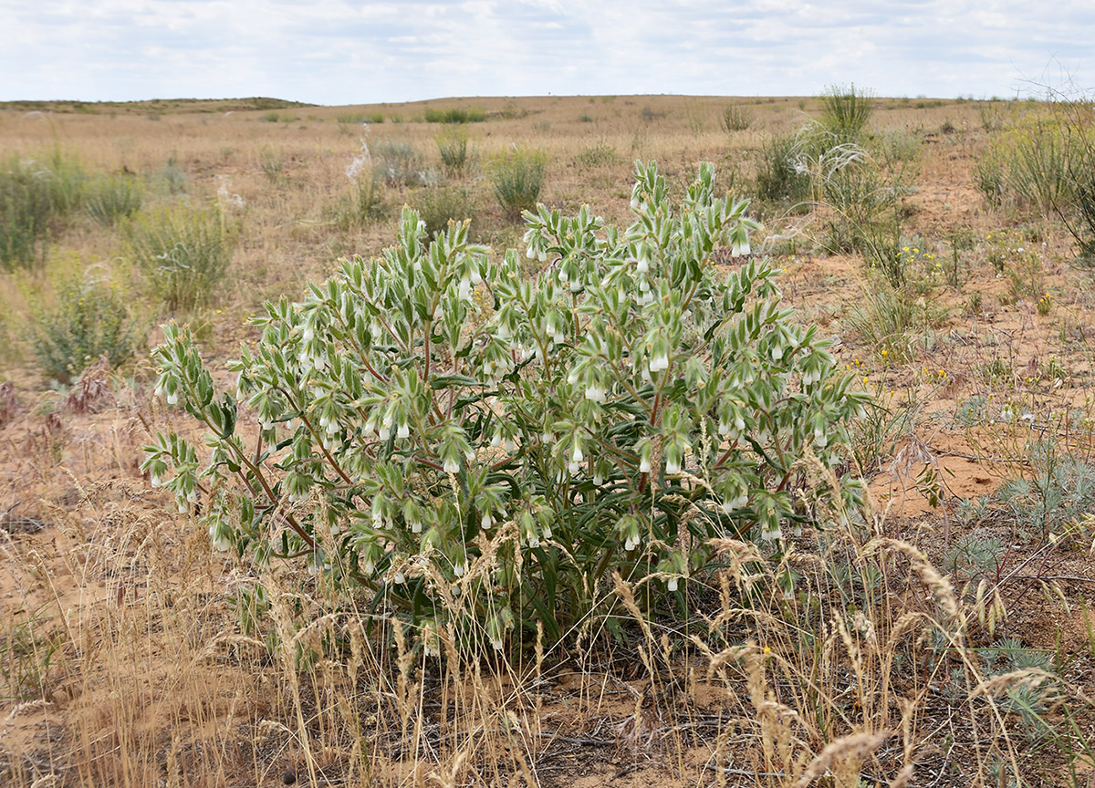 Image of Onosma setosa specimen.