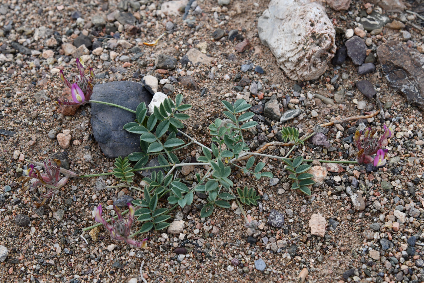 Image of Astragalus amabilis specimen.