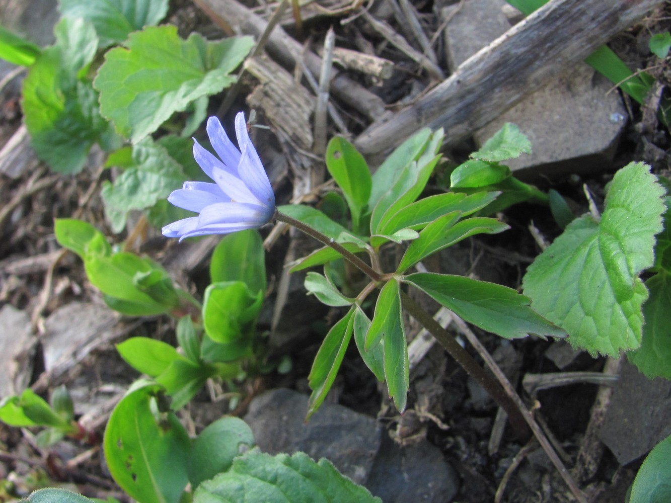 Изображение особи Anemone caucasica.