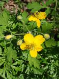 Chelidonium asiaticum