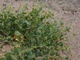 Zygophyllum fabago подвид orientale. Плодоносящее растение. Казахстан, Туркестанская обл., Сузакский р-н, галечниковый берег оз. Кызылколь. 26 июля 2024 г.