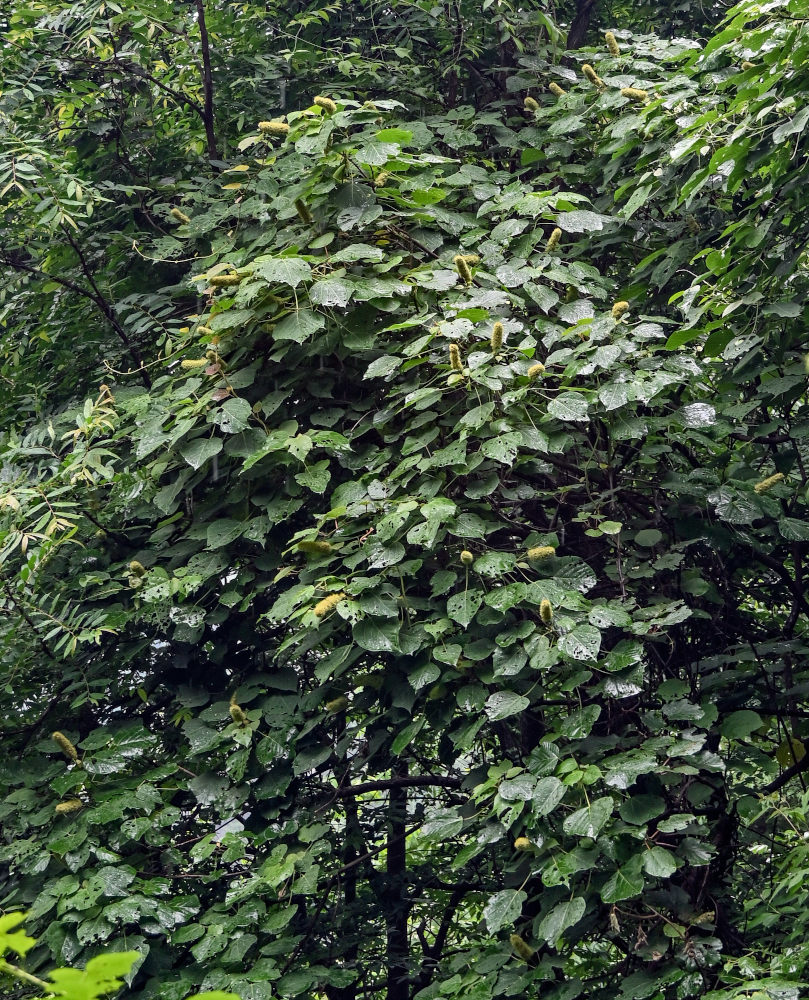 Image of Mallotus nepalensis specimen.