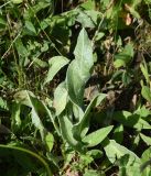 Centaurea willdenowii