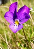 Viola tricolor. Цветок. Ленинградская обл., окр. пос. Ленинское, 5 июня 2005 г.