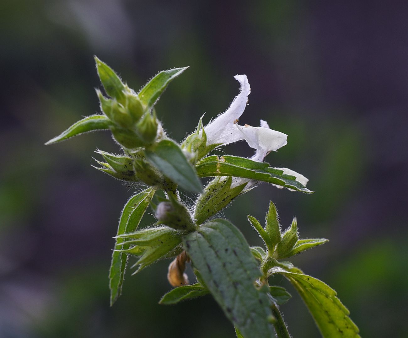 Image of Stachys annua specimen.
