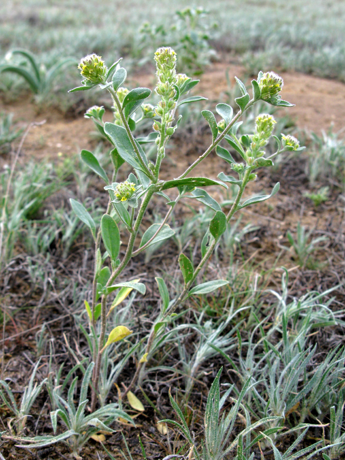 Image of Alyssum dasycarpum specimen.