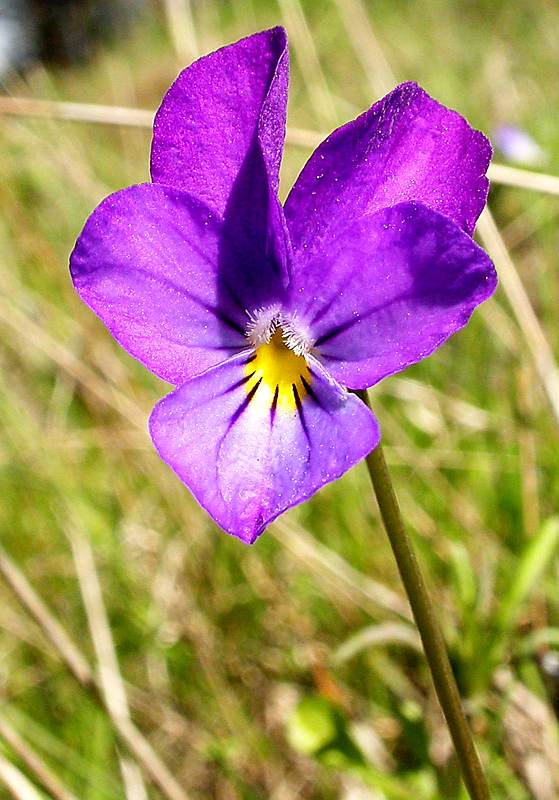 Image of Viola tricolor specimen.