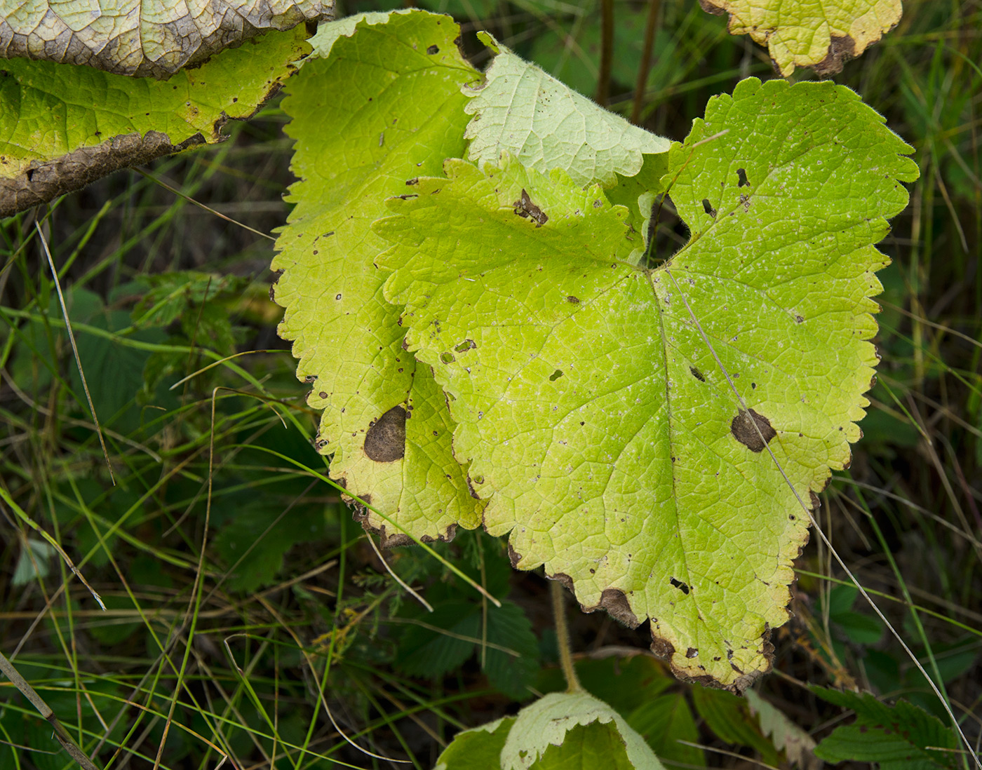 Image of Phlomoides tuberosa specimen.