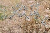 Eryngium caeruleum