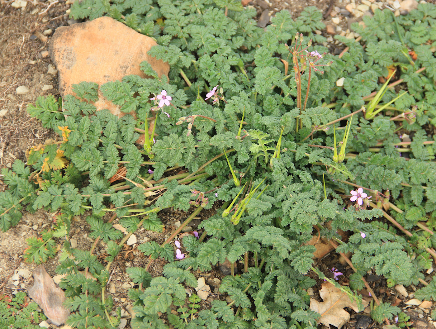 Image of Erodium cicutarium specimen.