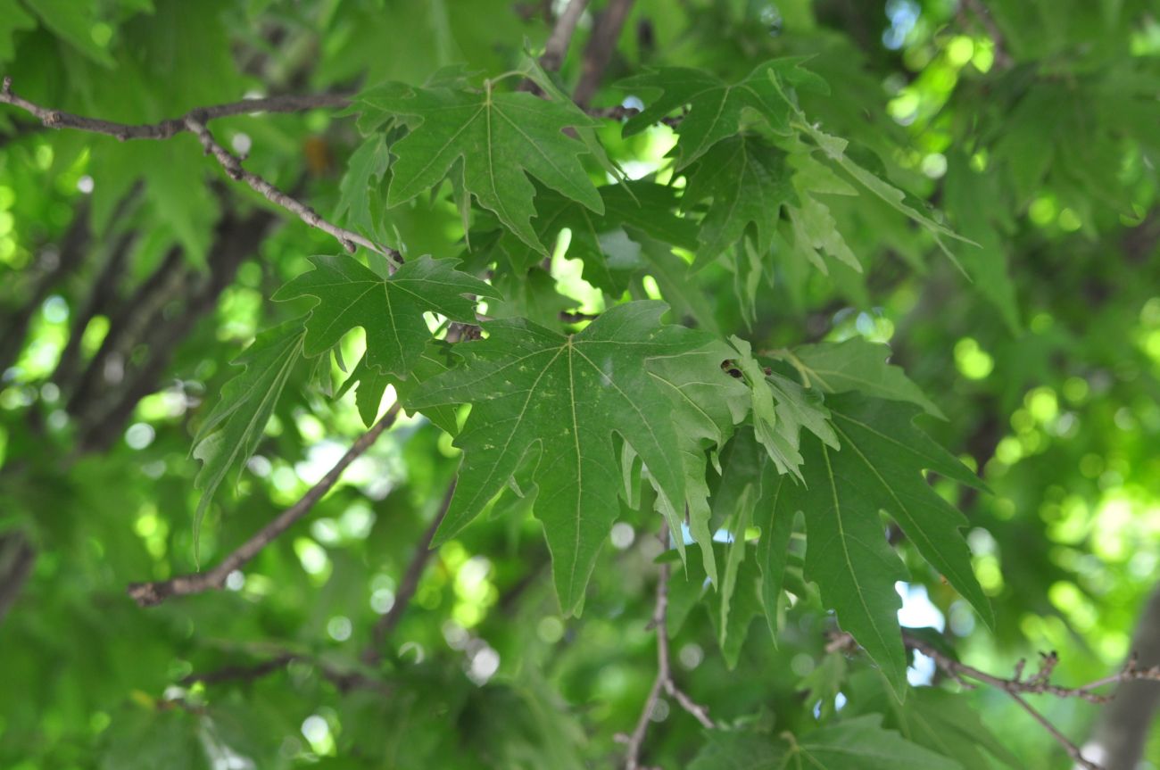 Image of Platanus orientalis specimen.