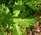 Potentilla intermedia