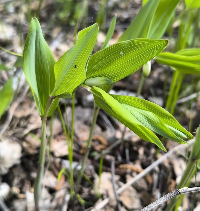Image of Polygonatum odoratum specimen.