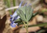genus Corydalis