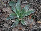 род Verbascum
