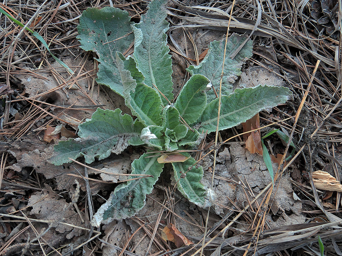 Image of genus Verbascum specimen.