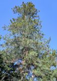 Pinus palustris