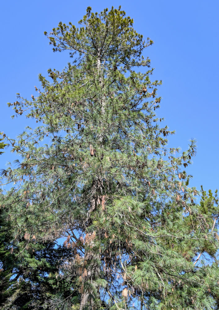 Image of Pinus palustris specimen.
