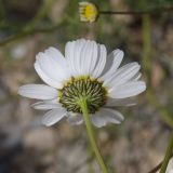 Tripleurospermum caucasicum