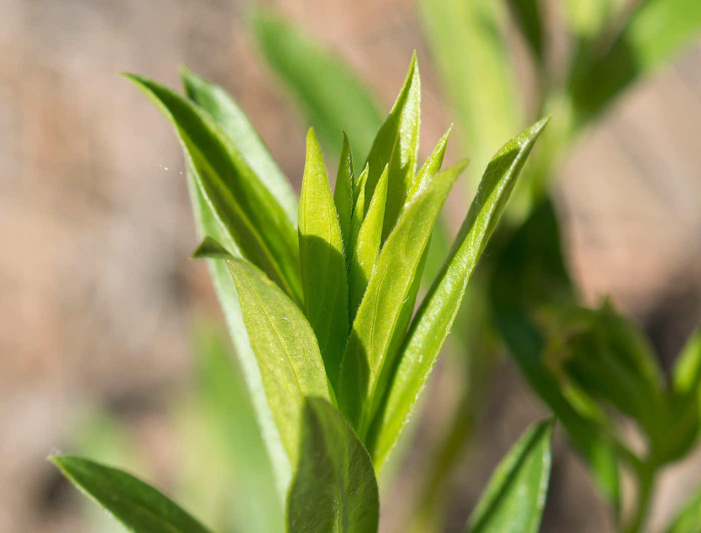 Изображение особи Genista tinctoria.