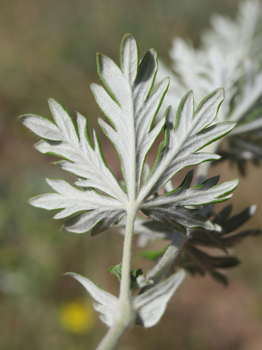 Image of Potentilla argentea specimen.