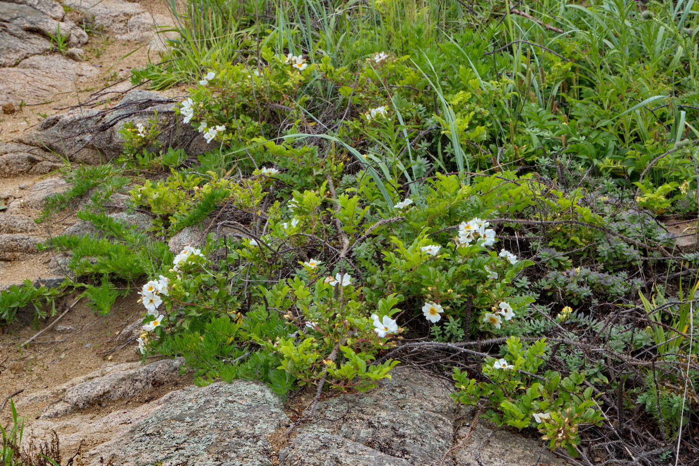 Image of Rosa maximowicziana specimen.