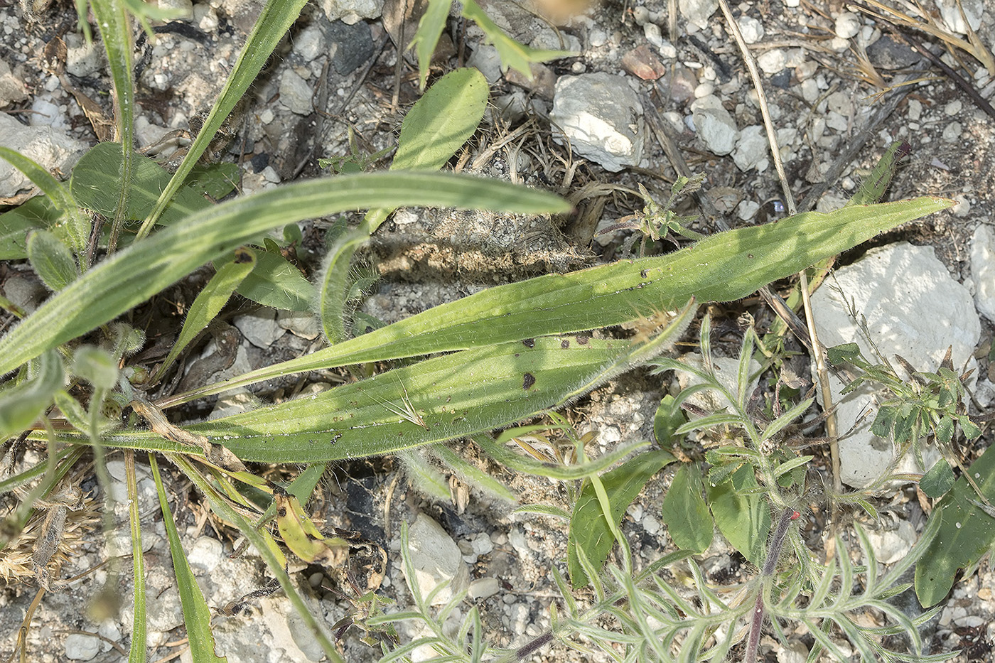 Image of Plantago lanceolata specimen.