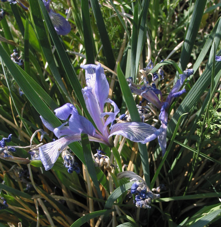 Изображение особи Iris lactea.