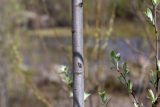 Salix caprea. Часть ствола молодого дерева. Мурманск, Октябрьский р-н, окр. оз. Малое, смешанный лес. 03.06.2025.