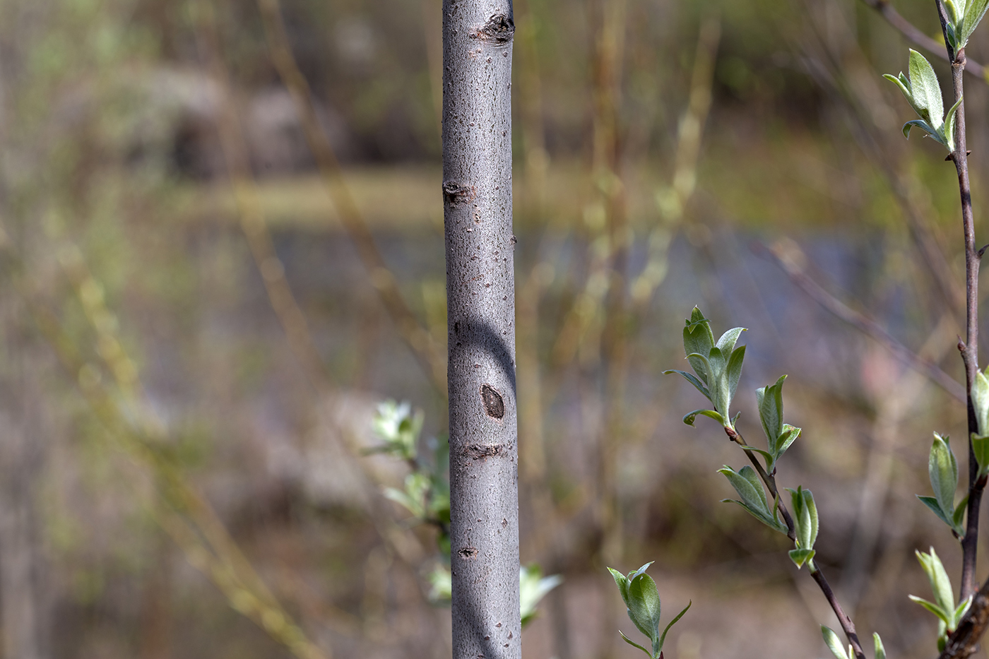 Image of Salix caprea specimen.