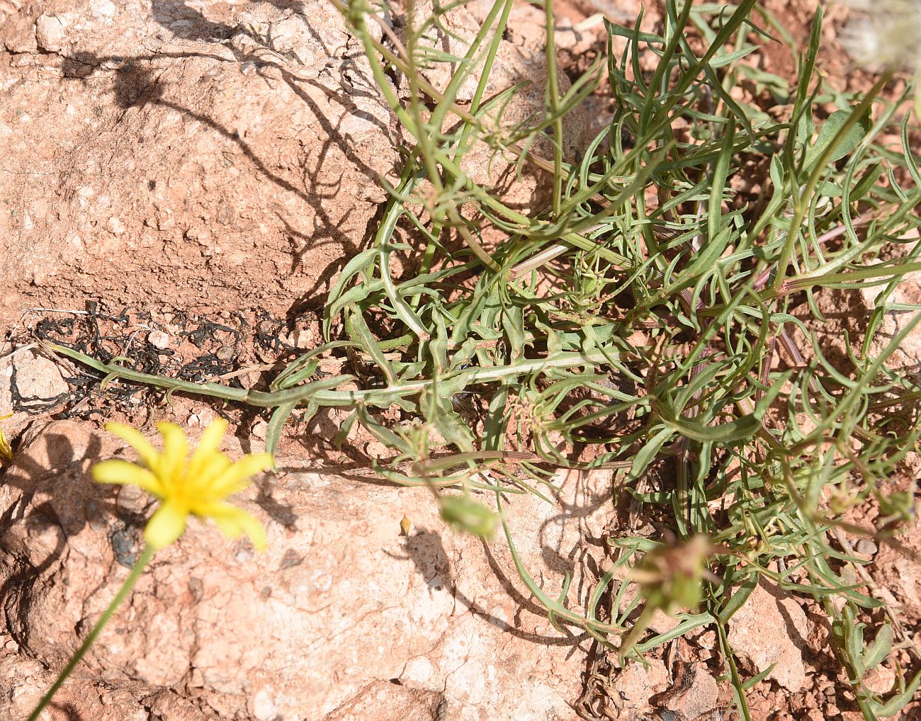 Image of Scorzonera meyeri specimen.