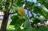 Liriodendron tulipifera
