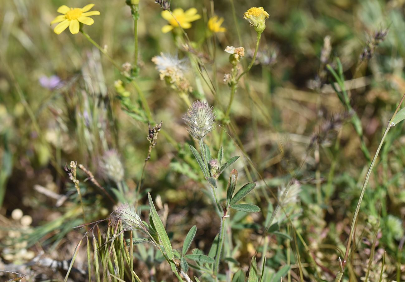 Image of Trifolium arvense specimen.
