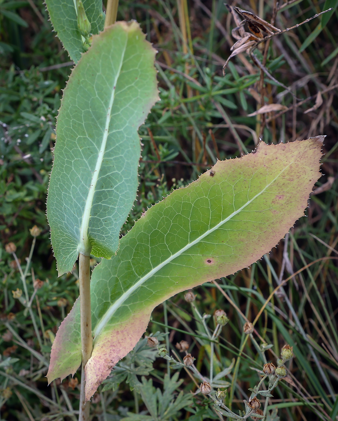 Изображение особи Lactuca serriola.