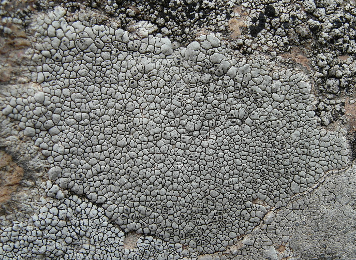 Image of Aspicilia fumosa specimen.