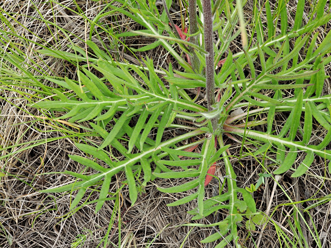 Image of Jurinea arachnoidea specimen.