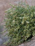 Anabasis truncata. Побеги с плодами. Казахстан, Жетысуская обл., Панфиловский р-н, отроги Джунгарского Алатау, горы Долонтау, переполненные гипсом пестроцветы. 19 сентября 2025 г.