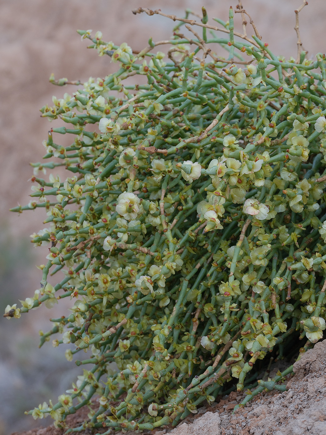 Image of Anabasis truncata specimen.