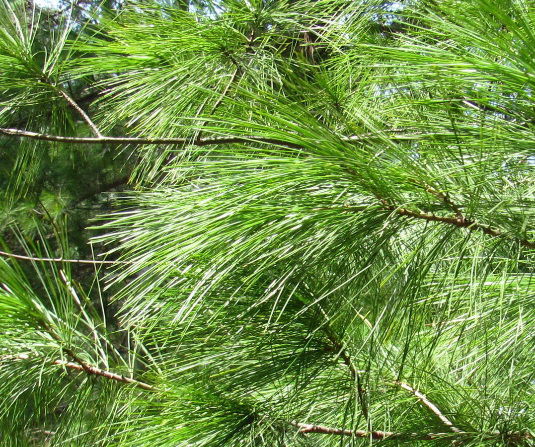 Изображение особи род Pinus.