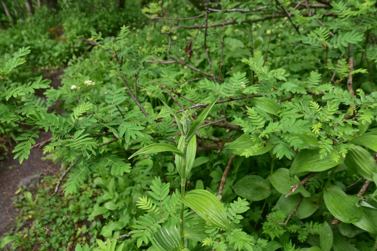 Image of Veratrum lobelianum specimen.