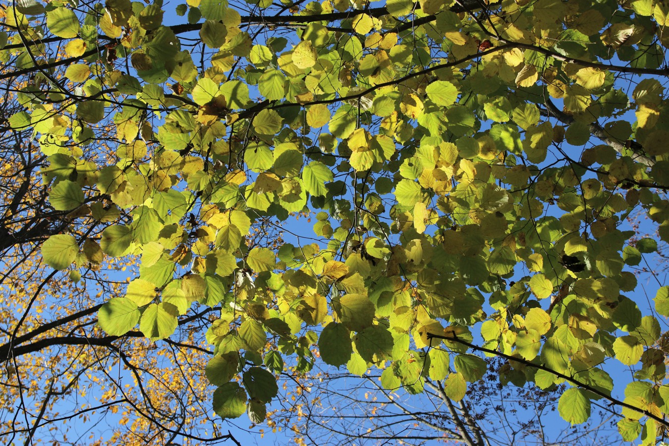 Image of Corylus avellana specimen.